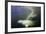 Beluga Whale, Hudson Bay, Canada-null-Framed Photographic Print