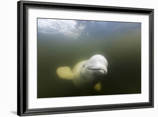 Beluga Whale, Hudson Bay, Canada-null-Framed Photographic Print