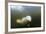 Beluga Whale, Hudson Bay, Canada-null-Framed Photographic Print