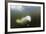 Beluga Whale, Hudson Bay, Canada-null-Framed Photographic Print