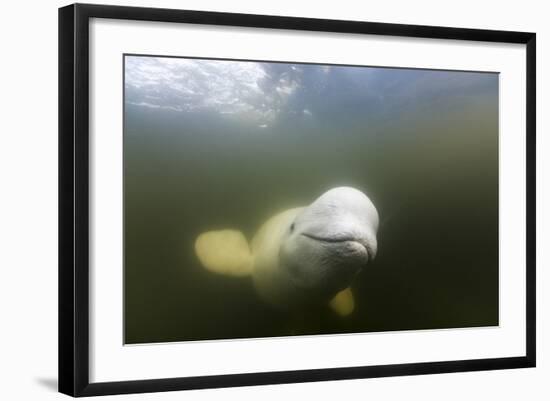 Beluga Whale, Hudson Bay, Canada-null-Framed Photographic Print