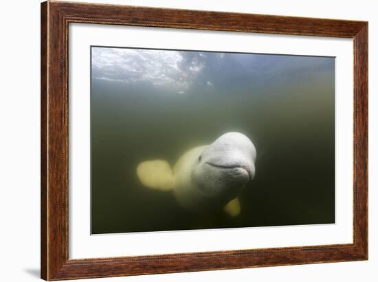 Beluga Whale, Hudson Bay, Canada-null-Framed Photographic Print