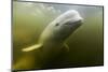 Beluga Whale, Hudson Bay, Canada-null-Mounted Photographic Print