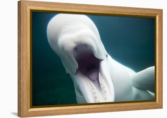 Beluga Whale, Mystic Aquarium, Connecticut-Paul Souders-Framed Premier Image Canvas