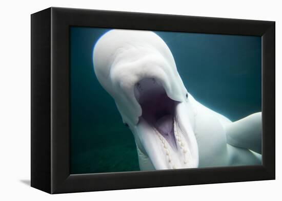 Beluga Whale, Mystic Aquarium, Connecticut-Paul Souders-Framed Premier Image Canvas