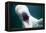 Beluga Whale, Mystic Aquarium, Connecticut-Paul Souders-Framed Premier Image Canvas