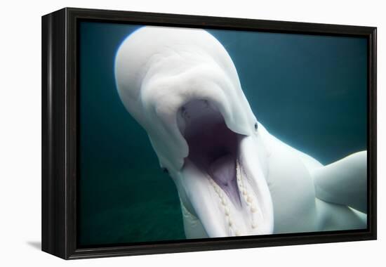 Beluga Whale, Mystic Aquarium, Connecticut-Paul Souders-Framed Premier Image Canvas