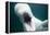 Beluga Whale, Mystic Aquarium, Connecticut-Paul Souders-Framed Premier Image Canvas