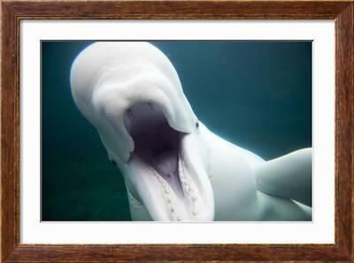 Beloved' Beluga Whale Dies at Connecticut Aquarium: 'Our Hearts