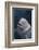 Beluga Whale Spyhopping-DLILLC-Framed Photographic Print