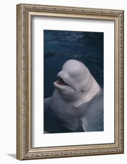 Beluga Whale Spyhopping-DLILLC-Framed Photographic Print