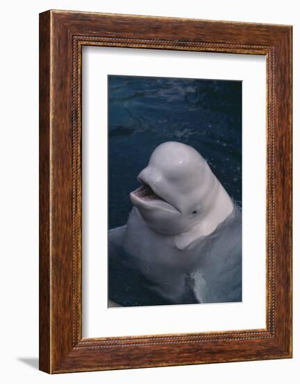 Beluga Whale Spyhopping-DLILLC-Framed Photographic Print