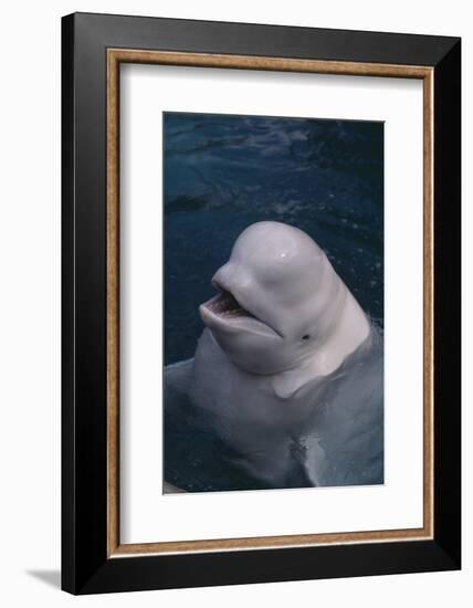 Beluga Whale Spyhopping-DLILLC-Framed Photographic Print