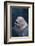 Beluga Whale Spyhopping-DLILLC-Framed Photographic Print