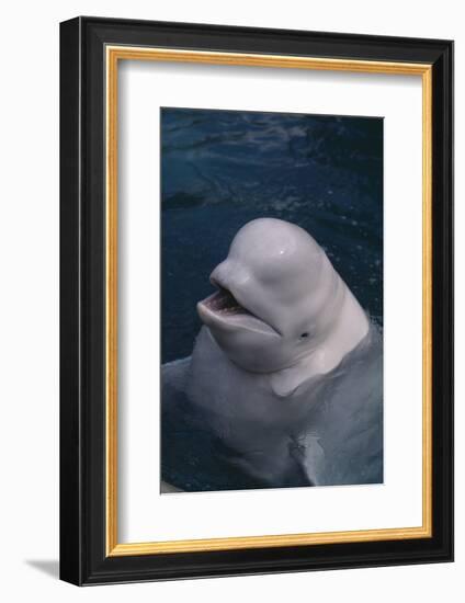 Beluga Whale Spyhopping-DLILLC-Framed Photographic Print