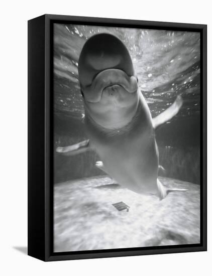 Beluga Whale Swimming in Water-Henry Horenstein-Framed Premier Image Canvas