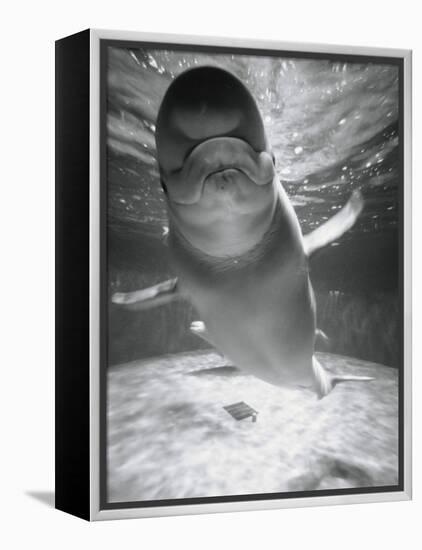 Beluga Whale Swimming in Water-Henry Horenstein-Framed Premier Image Canvas