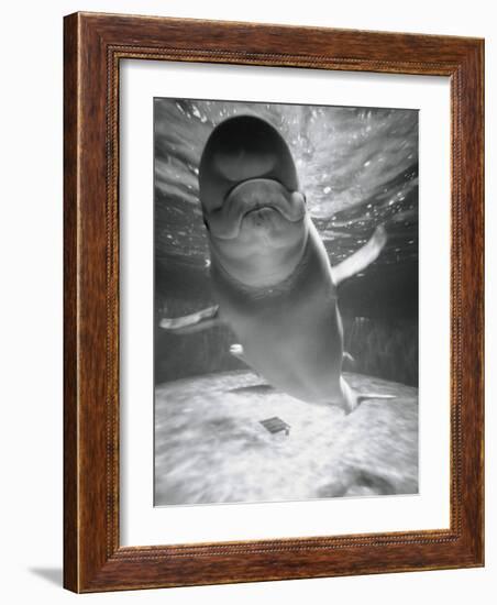 Beluga Whale Swimming in Water-Henry Horenstein-Framed Photographic Print