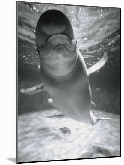 Beluga Whale Swimming in Water-Henry Horenstein-Mounted Photographic Print