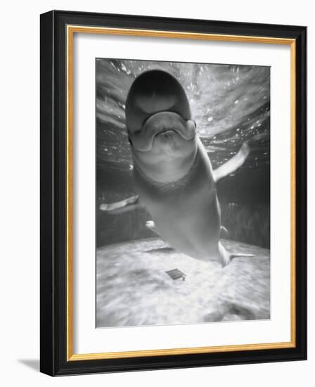 Beluga Whale Swimming in Water-Henry Horenstein-Framed Photographic Print