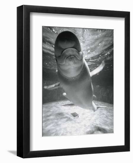 Beluga Whale Swimming in Water-Henry Horenstein-Framed Photographic Print