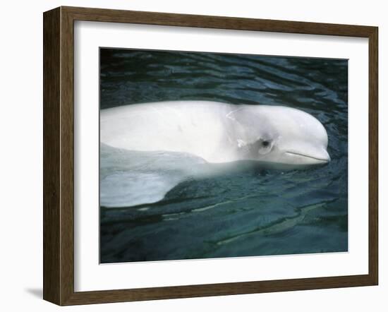 Beluga Whale, Vancouver Aquarium, British Columbia, Canada-Kevin Schafer-Framed Photographic Print