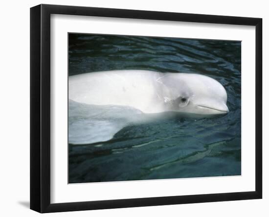 Beluga Whale, Vancouver Aquarium, British Columbia, Canada-Kevin Schafer-Framed Photographic Print