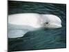 Beluga Whale, Vancouver Aquarium, British Columbia, Canada-Kevin Schafer-Mounted Photographic Print