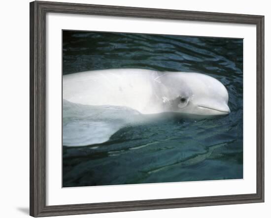Beluga Whale, Vancouver Aquarium, British Columbia, Canada-Kevin Schafer-Framed Photographic Print