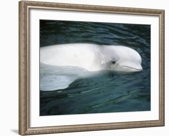 Beluga Whale, Vancouver Aquarium, British Columbia, Canada-Kevin Schafer-Framed Photographic Print