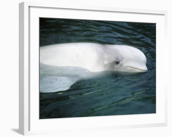 Beluga Whale, Vancouver Aquarium, British Columbia, Canada-Kevin Schafer-Framed Photographic Print