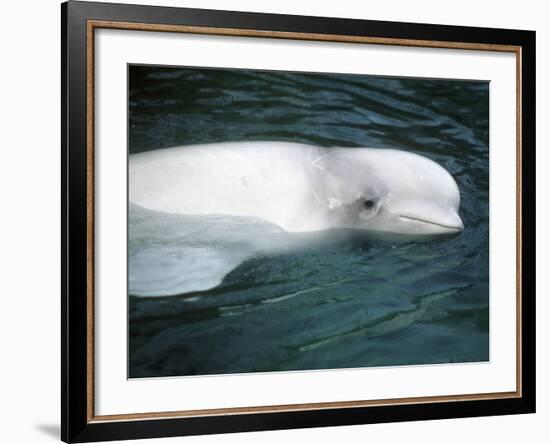 Beluga Whale, Vancouver Aquarium, British Columbia, Canada-Kevin Schafer-Framed Photographic Print