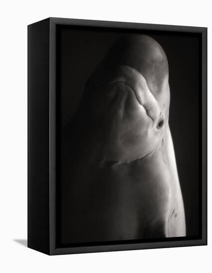 Beluga Whale-Henry Horenstein-Framed Premier Image Canvas