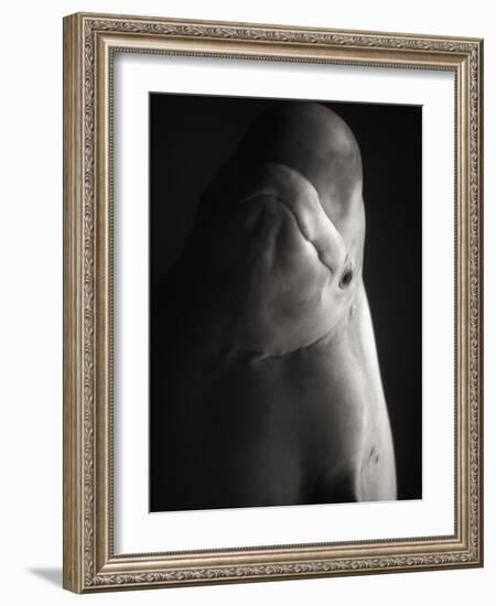 Beluga Whale-Henry Horenstein-Framed Photographic Print