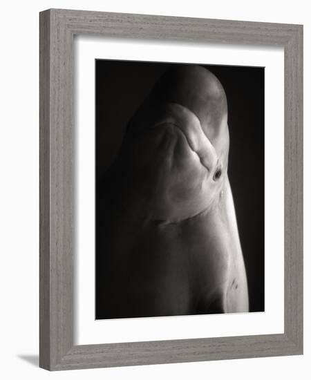 Beluga Whale-Henry Horenstein-Framed Photographic Print