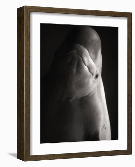 Beluga Whale-Henry Horenstein-Framed Photographic Print