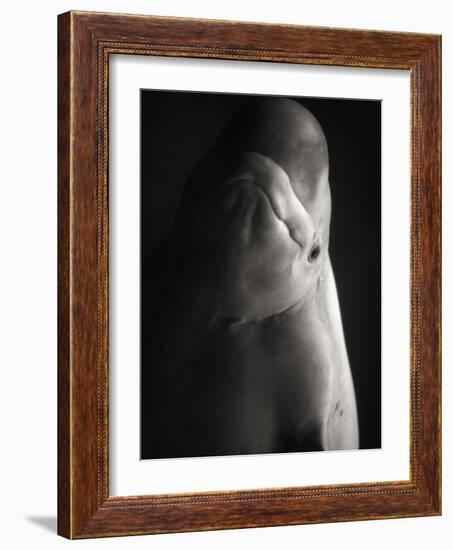 Beluga Whale-Henry Horenstein-Framed Photographic Print
