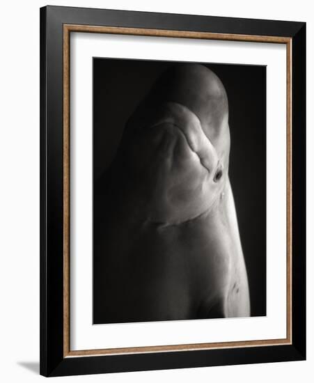 Beluga Whale-Henry Horenstein-Framed Photographic Print