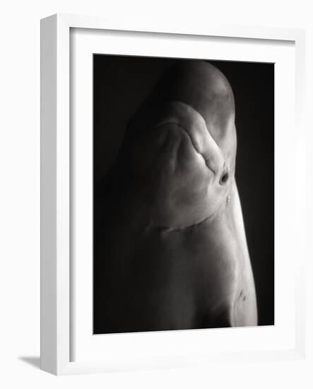 Beluga Whale-Henry Horenstein-Framed Photographic Print