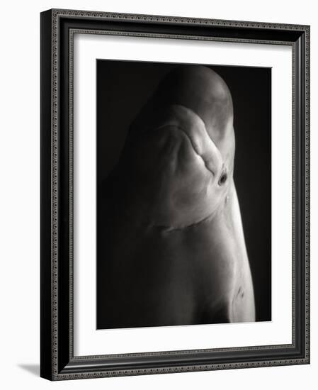 Beluga Whale-Henry Horenstein-Framed Photographic Print