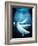 Beluga Whales, Artwork-Victor Habbick-Framed Photographic Print