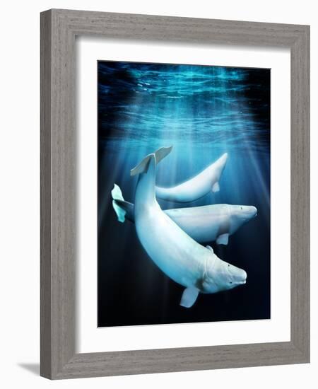 Beluga Whales, Artwork-Victor Habbick-Framed Photographic Print