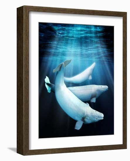 Beluga Whales, Artwork-Victor Habbick-Framed Photographic Print