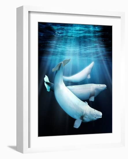 Beluga Whales, Artwork-Victor Habbick-Framed Photographic Print