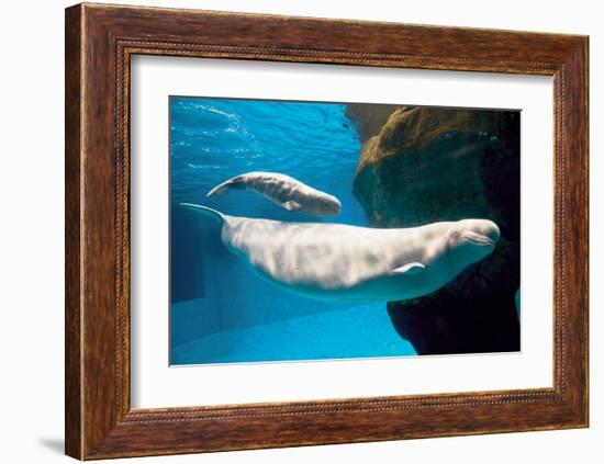 Beluga Whales-null-Framed Art Print