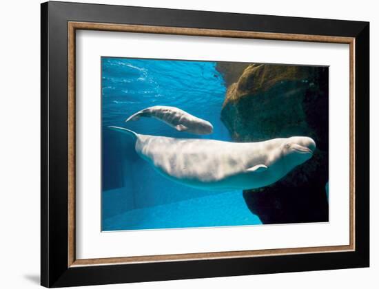 Beluga Whales-null-Framed Art Print