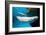 Beluga Whales-null-Framed Art Print