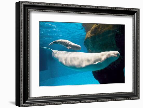 Beluga Whales-null-Framed Art Print