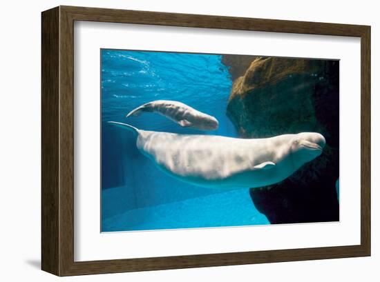 Beluga Whales-null-Framed Art Print