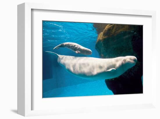 Beluga Whales-null-Framed Art Print